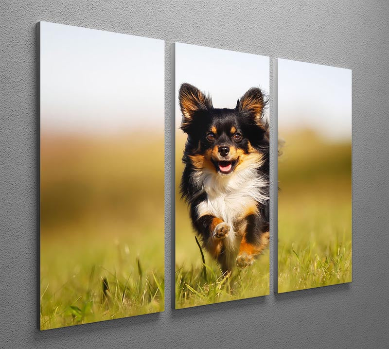 Chihuahua dog running towards the camera in a grass field 3 Split Panel Canvas Print - Canvas Art Rocks - 2