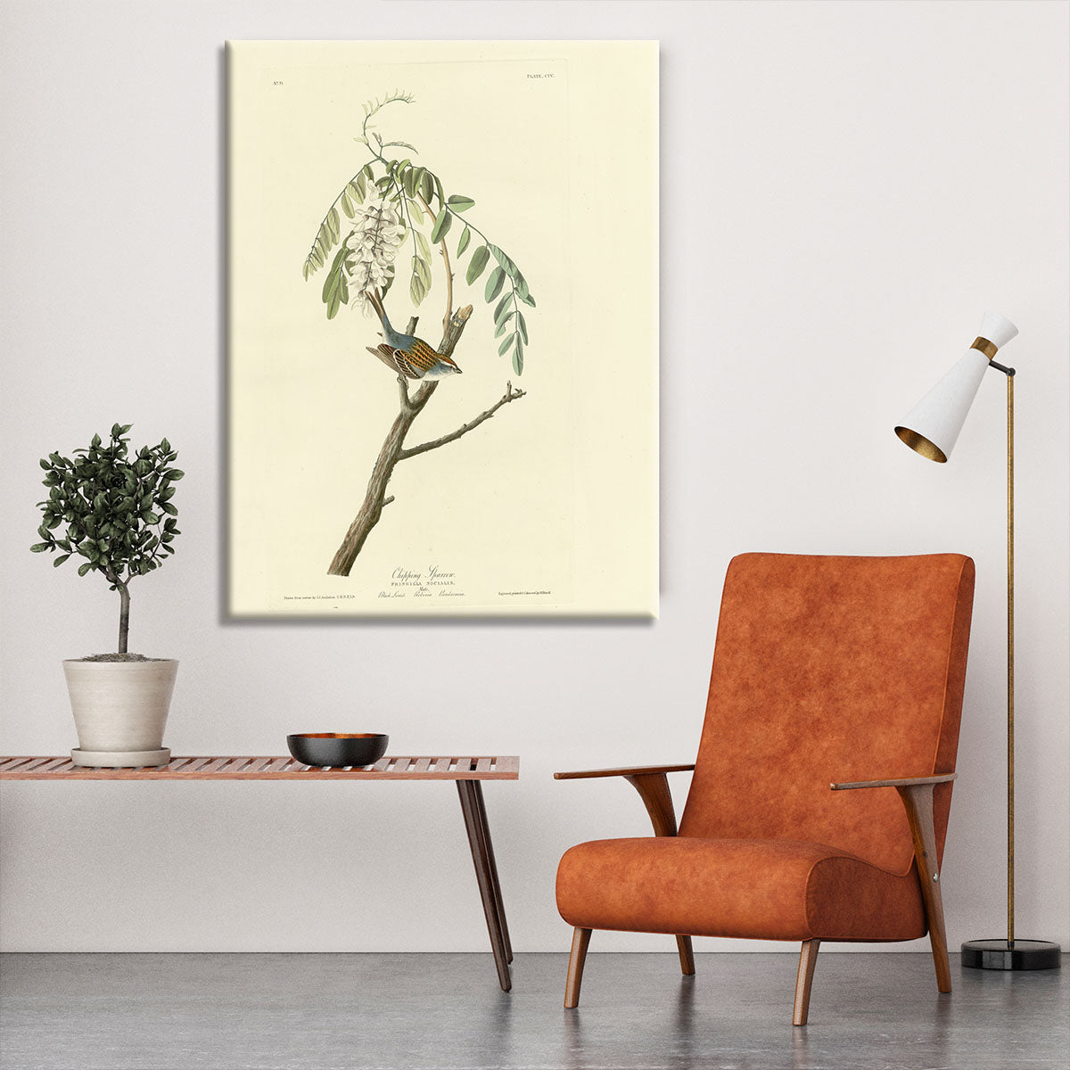 Chipping Sparrow by Audubon Canvas Print or Poster - Canvas Art Rocks - 6