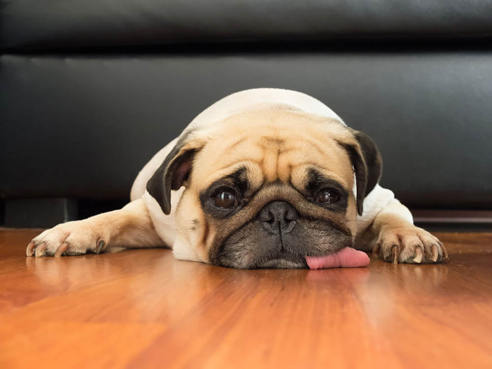 Close-up face of Cute pug Wall Mural Wallpaper - Canvas Art Rocks - 1