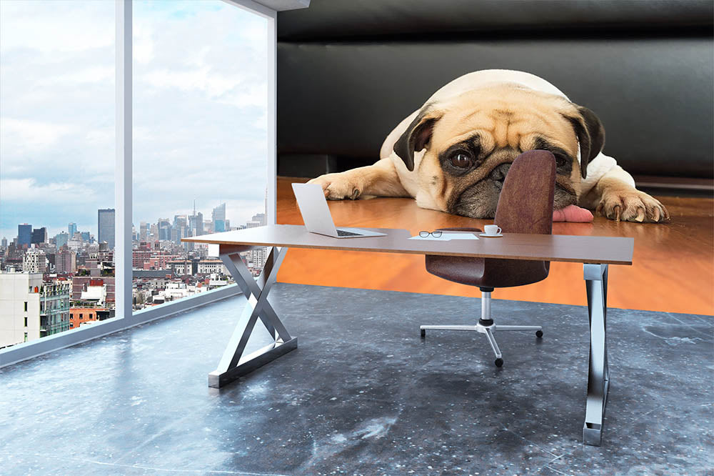 Close-up face of Cute pug Wall Mural Wallpaper - Canvas Art Rocks - 3