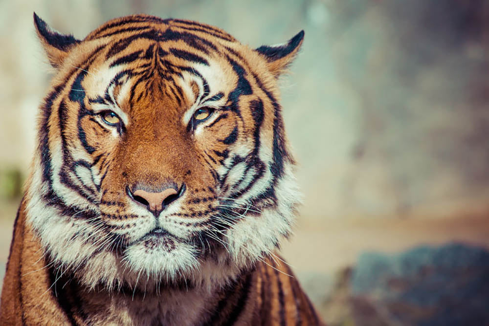 Close-up of a Tigers face Wall Mural Wallpaper - Canvas Art Rocks - 1