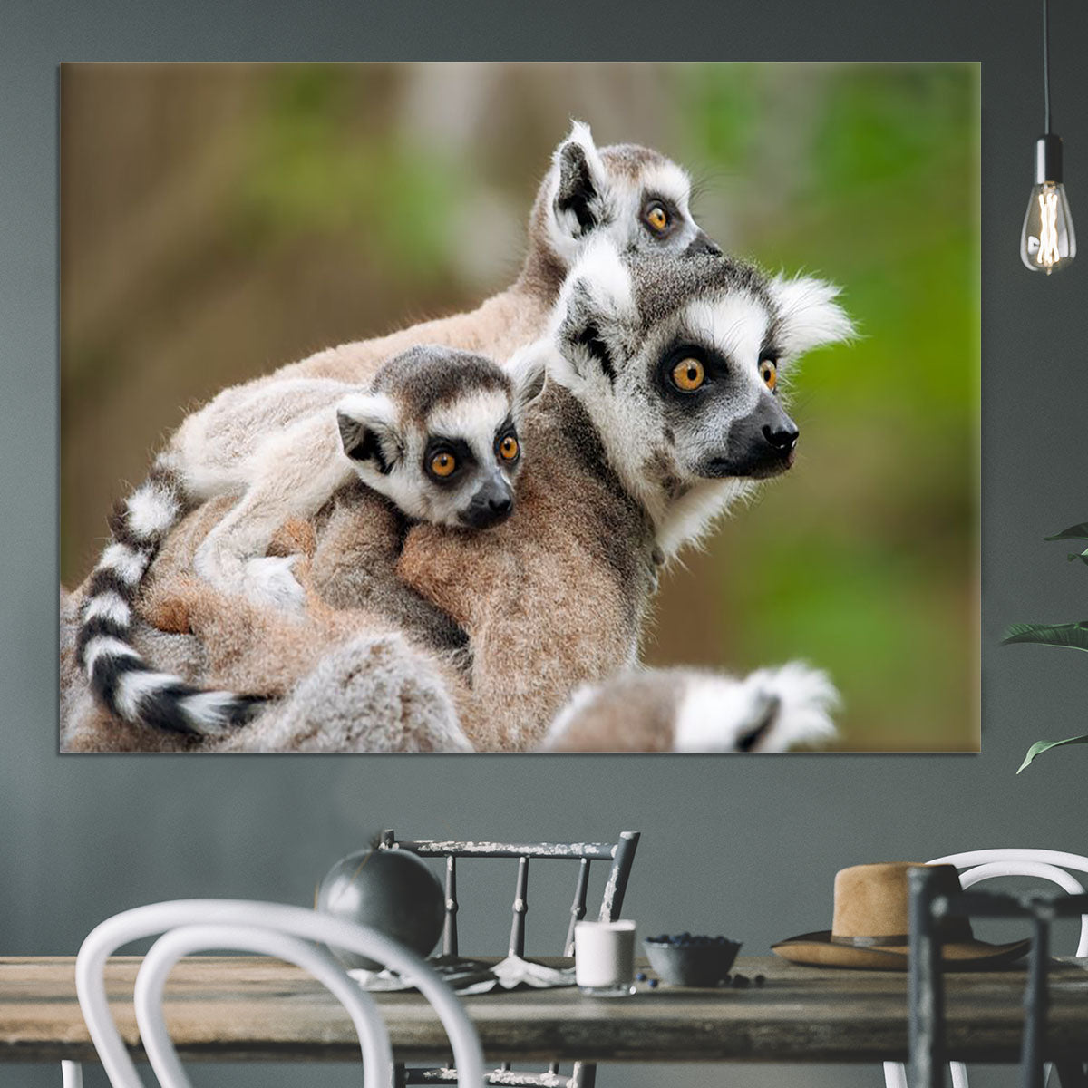 Close-up of a ring-tailed lemur Canvas Print or Poster - Canvas Art Rocks - 3