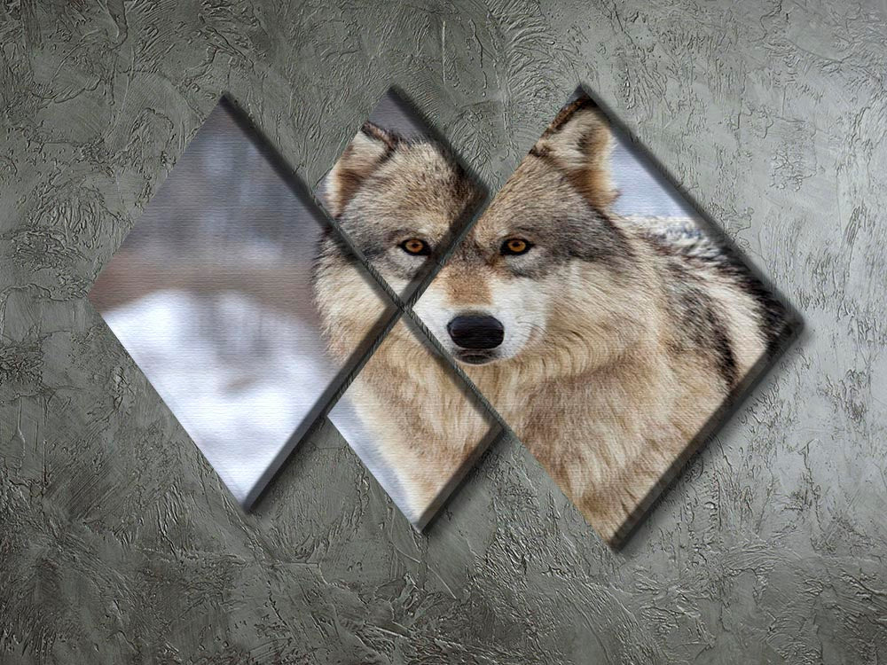 Close up head and shoulders image of a Timber Wolf 4 Square Multi Panel Canvas - Canvas Art Rocks - 2