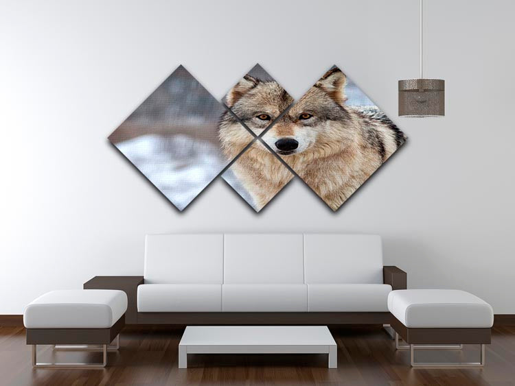 Close up head and shoulders image of a Timber Wolf 4 Square Multi Panel Canvas - Canvas Art Rocks - 3