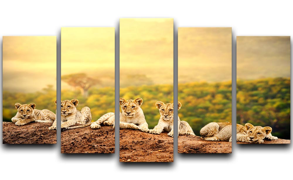Close up of lion cubs laying together 5 Split Panel Canvas - Canvas Art Rocks - 1
