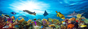 Colorful coral reef with many fishes and sea turtle Wall Mural Wallpaper - Canvas Art Rocks - 1