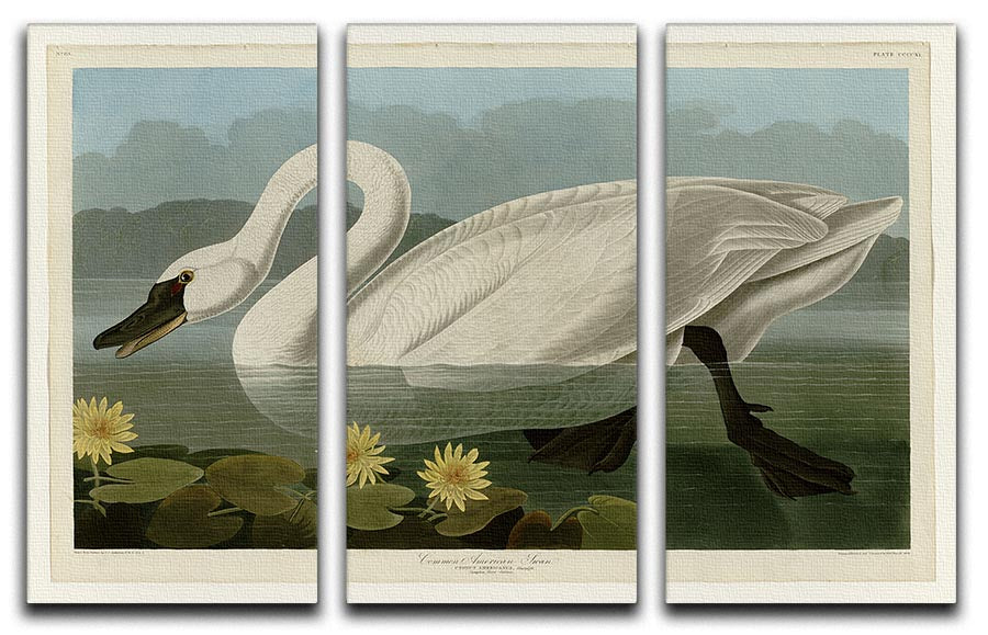 Common American Swan by Audubon 3 Split Panel Canvas Print - Canvas Art Rocks - 1