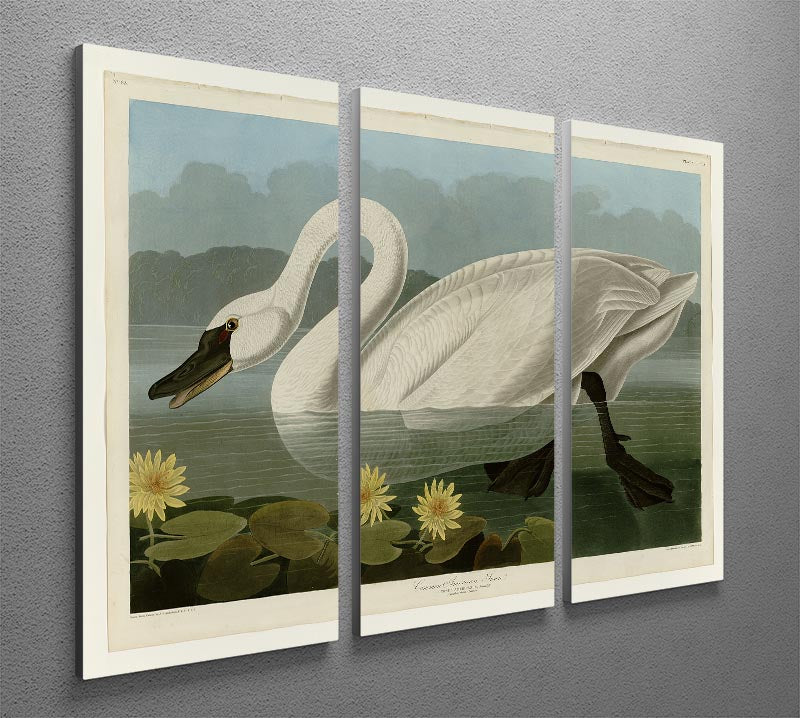 Common American Swan by Audubon 3 Split Panel Canvas Print - Canvas Art Rocks - 2