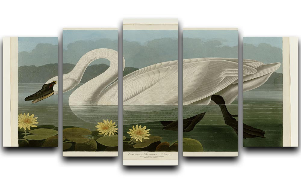 Common American Swan by Audubon 5 Split Panel Canvas - Canvas Art Rocks - 1