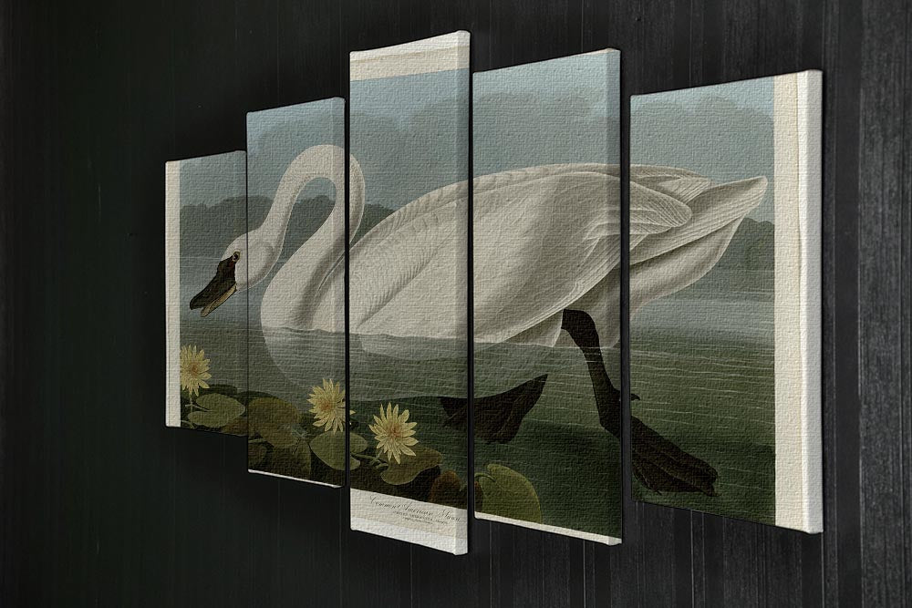 Common American Swan by Audubon 5 Split Panel Canvas - Canvas Art Rocks - 2