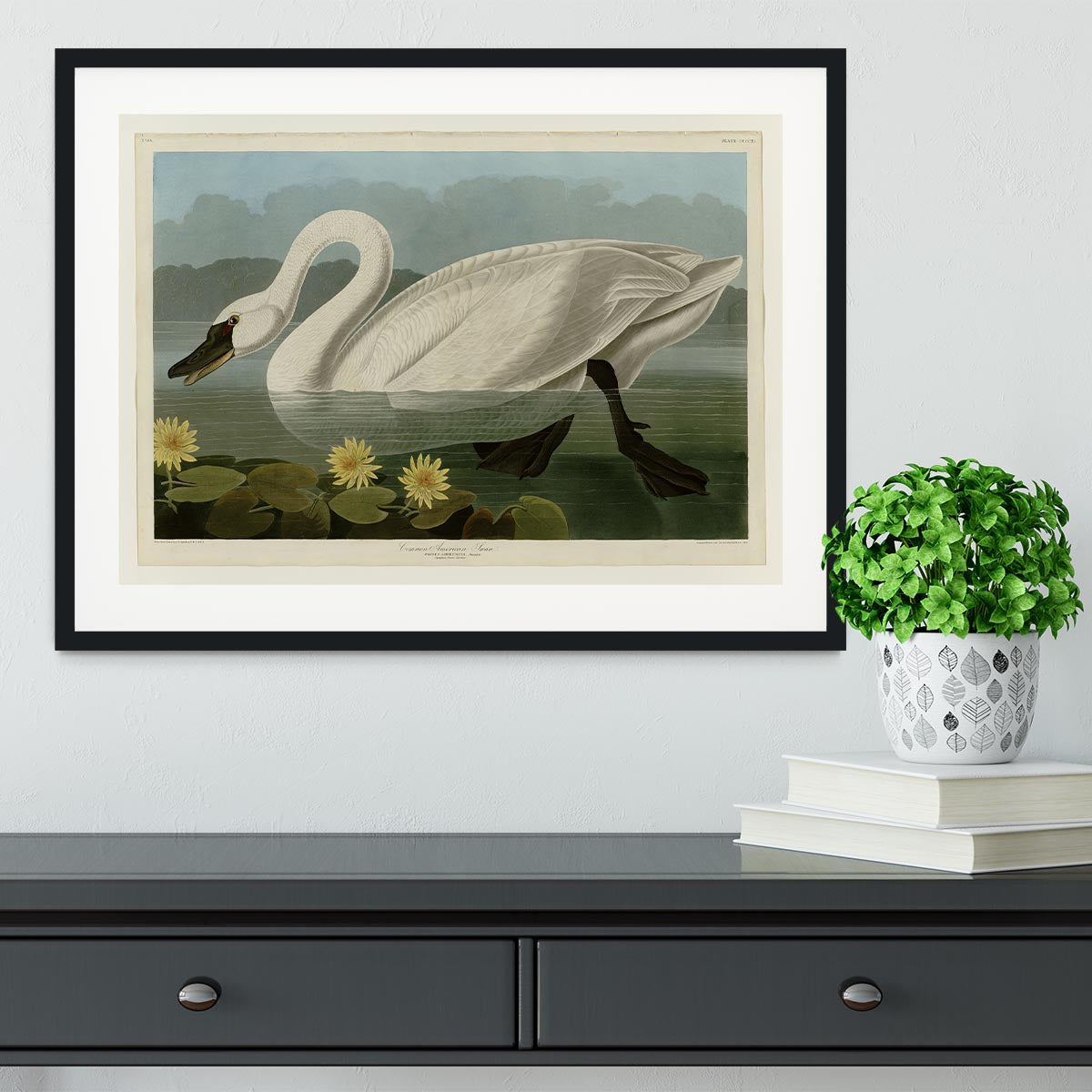 Common American Swan by Audubon Framed Print - Canvas Art Rocks - 1