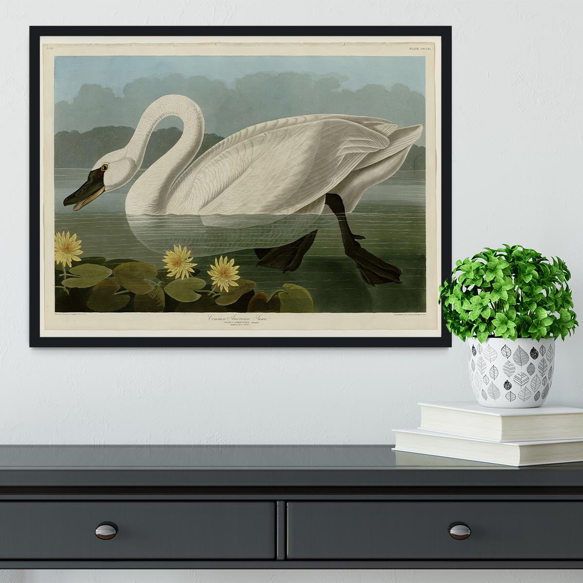 Common American Swan by Audubon Framed Print - Canvas Art Rocks - 2