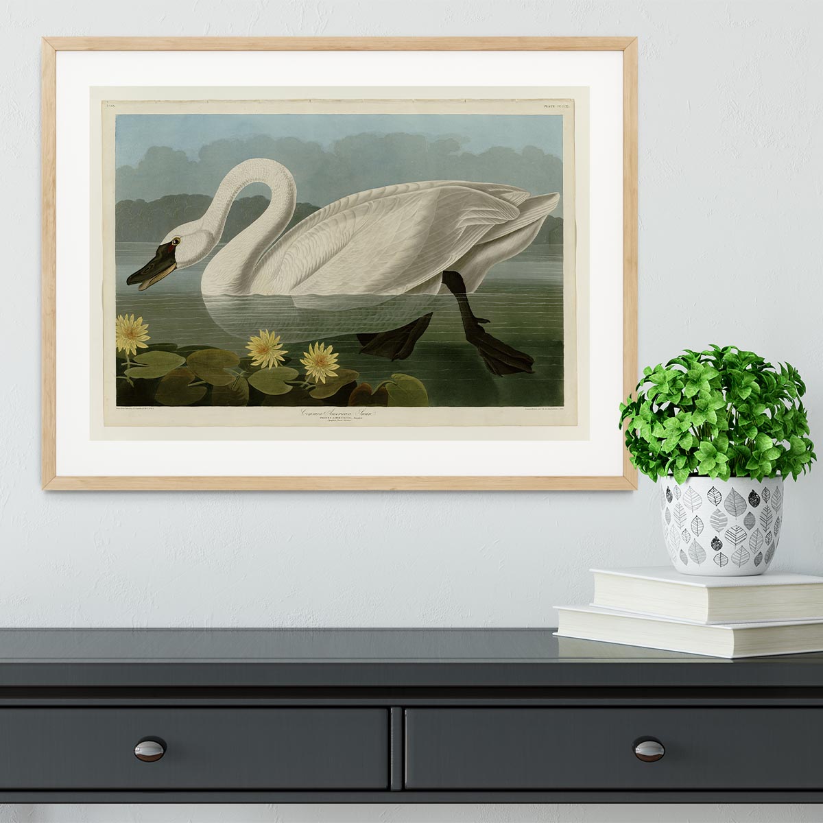 Common American Swan by Audubon Framed Print - Canvas Art Rocks - 3