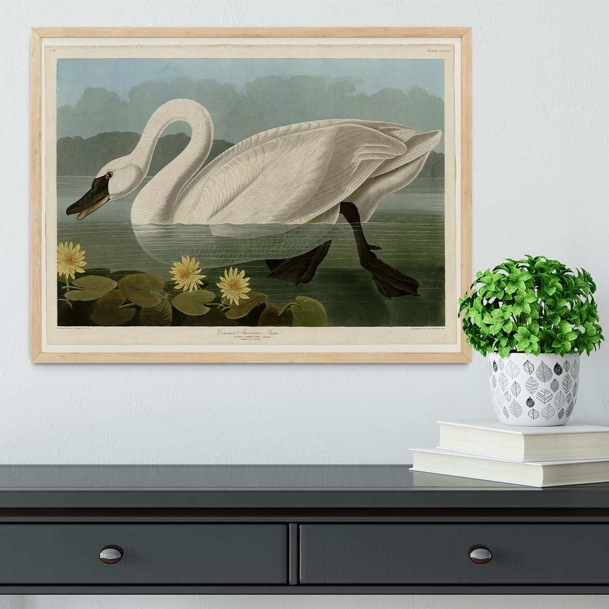 Common American Swan by Audubon Framed Print - Canvas Art Rocks - 4