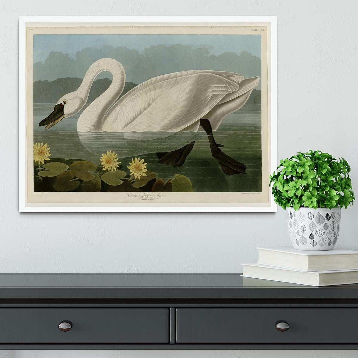 Common American Swan by Audubon Framed Print - Canvas Art Rocks -6
