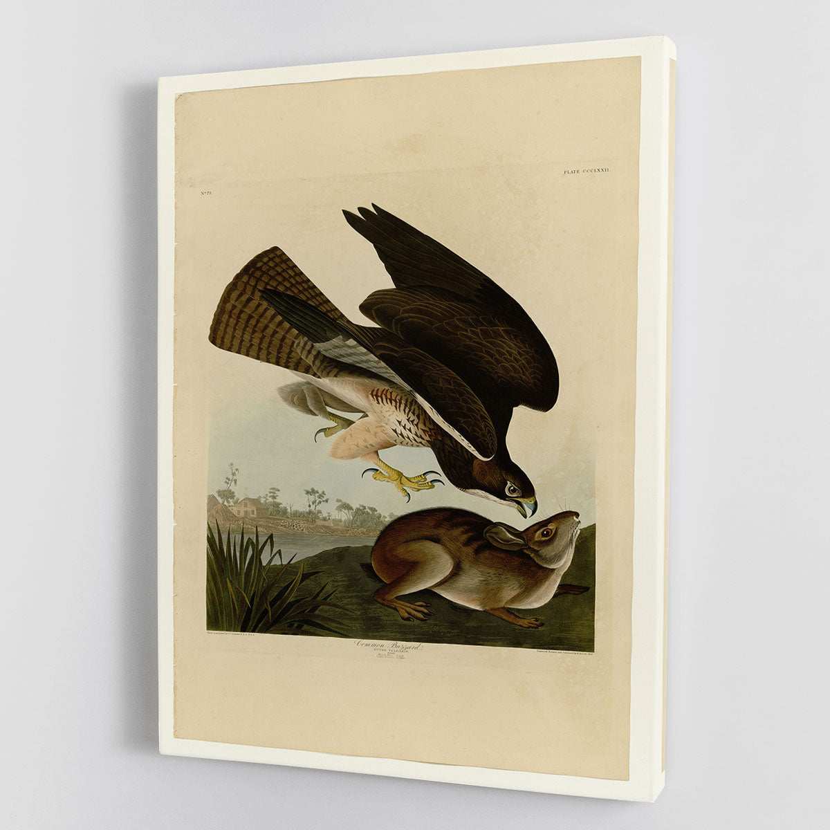 Common Buzzard by Audubon Canvas Print or Poster - Canvas Art Rocks - 1