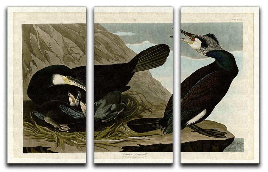 Common Cormorant by Audubon 3 Split Panel Canvas Print - Canvas Art Rocks - 1