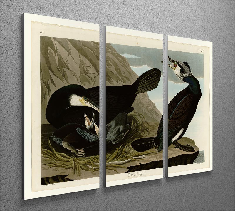 Common Cormorant by Audubon 3 Split Panel Canvas Print - Canvas Art Rocks - 2