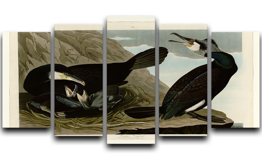 Common Cormorant by Audubon 5 Split Panel Canvas - Canvas Art Rocks - 1