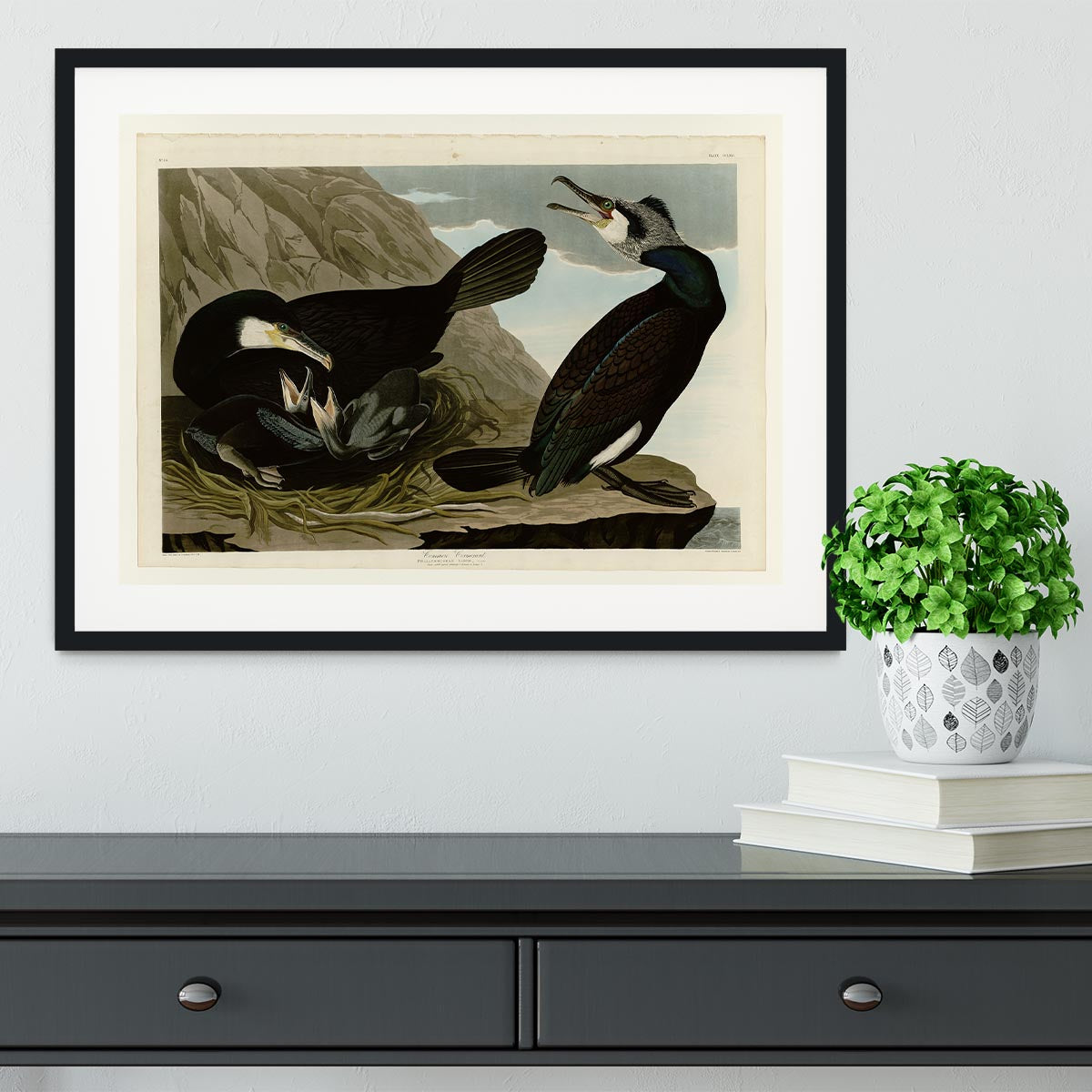 Common Cormorant by Audubon Framed Print - Canvas Art Rocks - 1