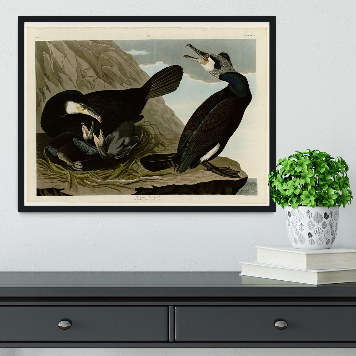 Common Cormorant by Audubon Framed Print - Canvas Art Rocks - 2