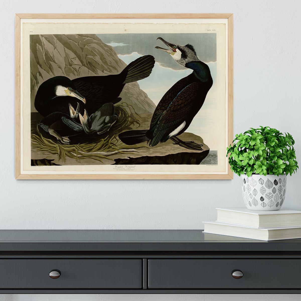 Common Cormorant by Audubon Framed Print - Canvas Art Rocks - 4