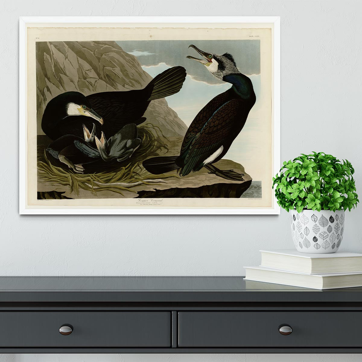 Common Cormorant by Audubon Framed Print - Canvas Art Rocks -6