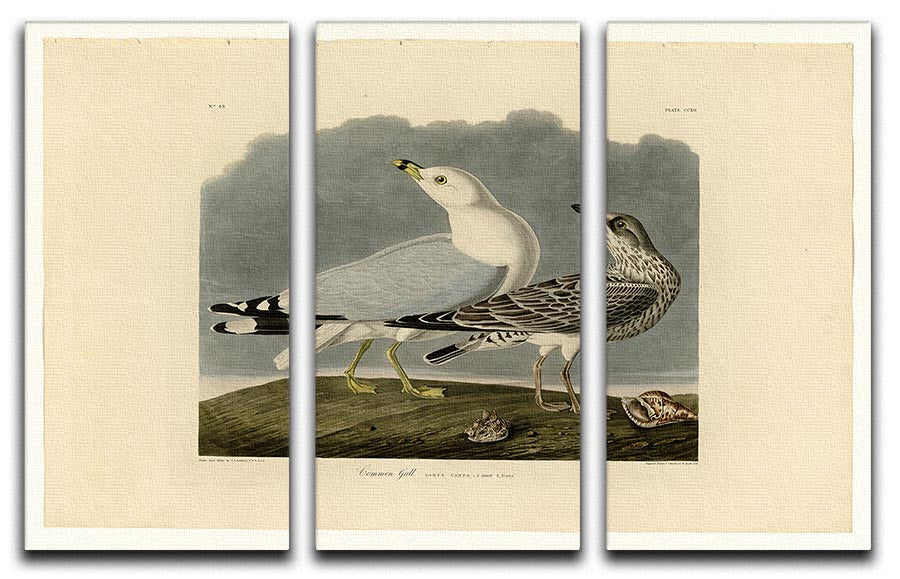 Common Gull by Audubon 3 Split Panel Canvas Print - Canvas Art Rocks - 1