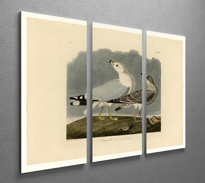 Common Gull by Audubon 3 Split Panel Canvas Print - Canvas Art Rocks - 2