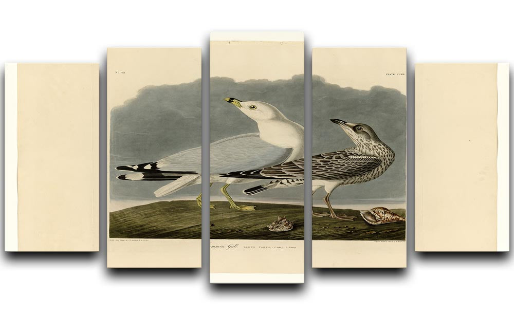 Common Gull by Audubon 5 Split Panel Canvas - Canvas Art Rocks - 1