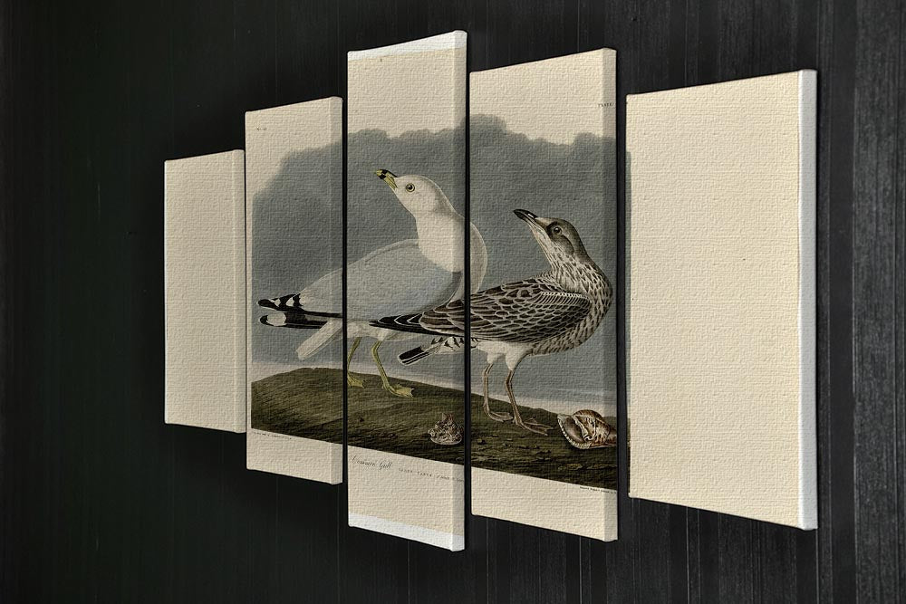 Common Gull by Audubon 5 Split Panel Canvas - Canvas Art Rocks - 2