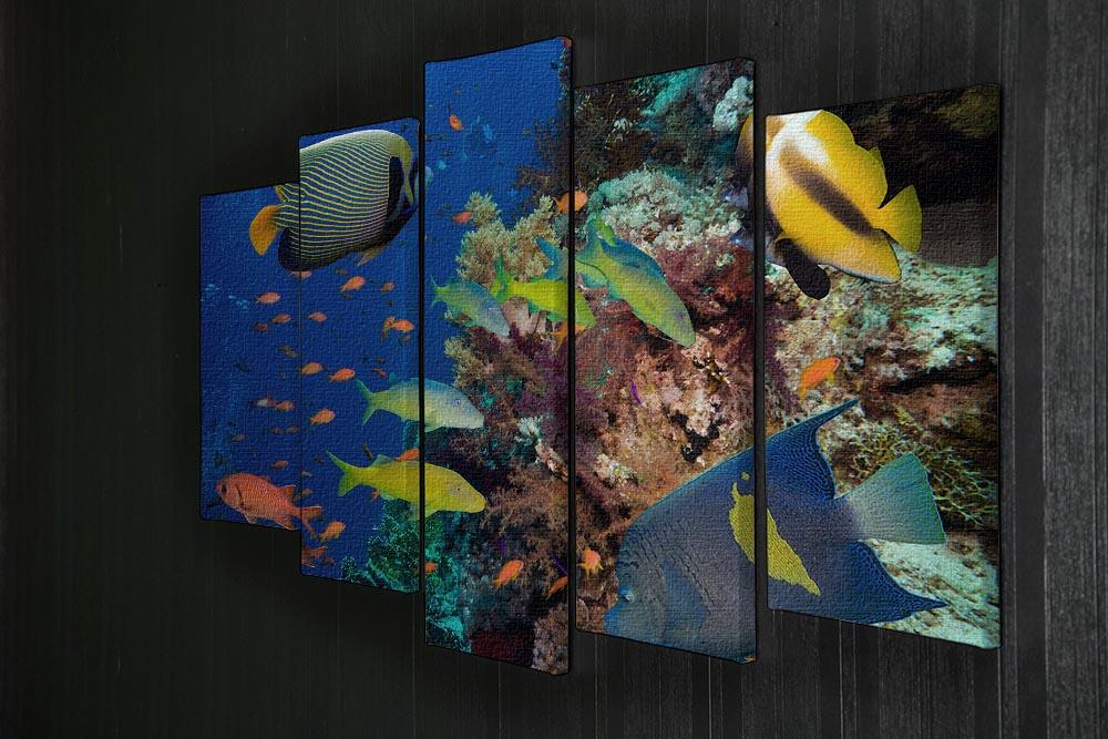 Coral Reef on Red Sea 5 Split Panel Canvas  - Canvas Art Rocks - 2