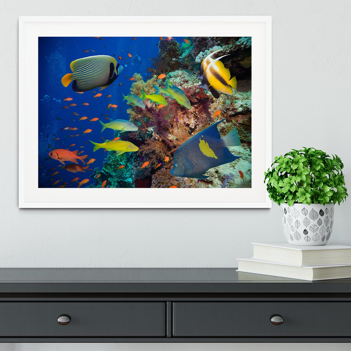 Coral Reef on Red Sea Framed Print - Canvas Art Rocks - 5