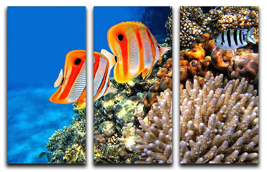 Coral reef and Copperband butterflyfish 3 Split Panel Canvas Print - Canvas Art Rocks - 1