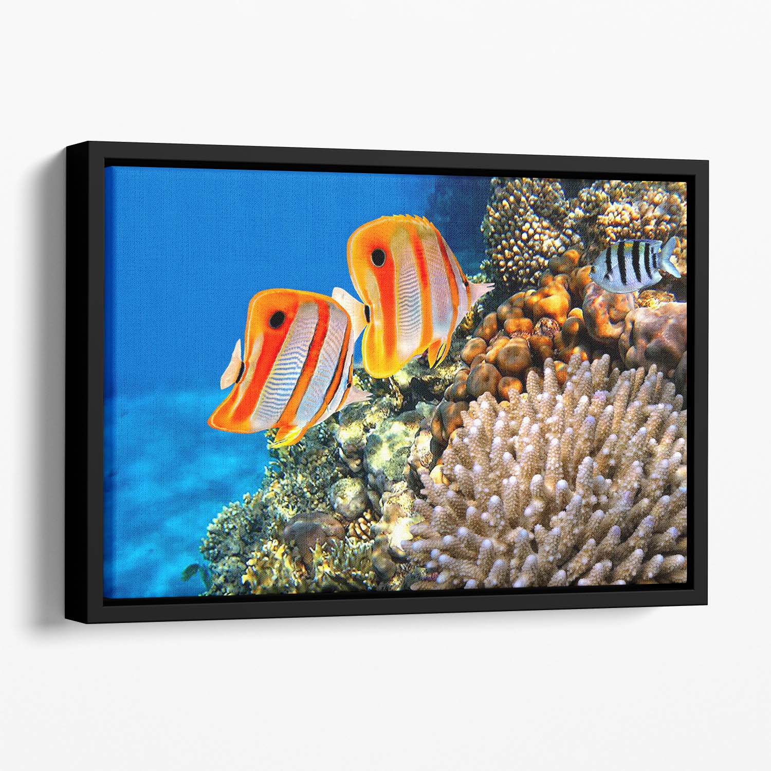 Coral reef and Copperband butterflyfish Floating Framed Canvas