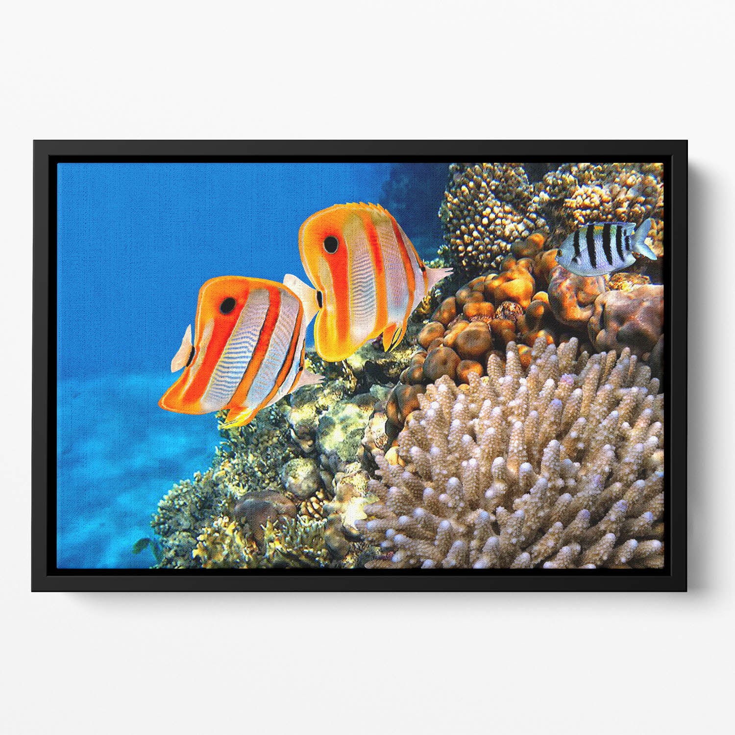Coral reef and Copperband butterflyfish Floating Framed Canvas
