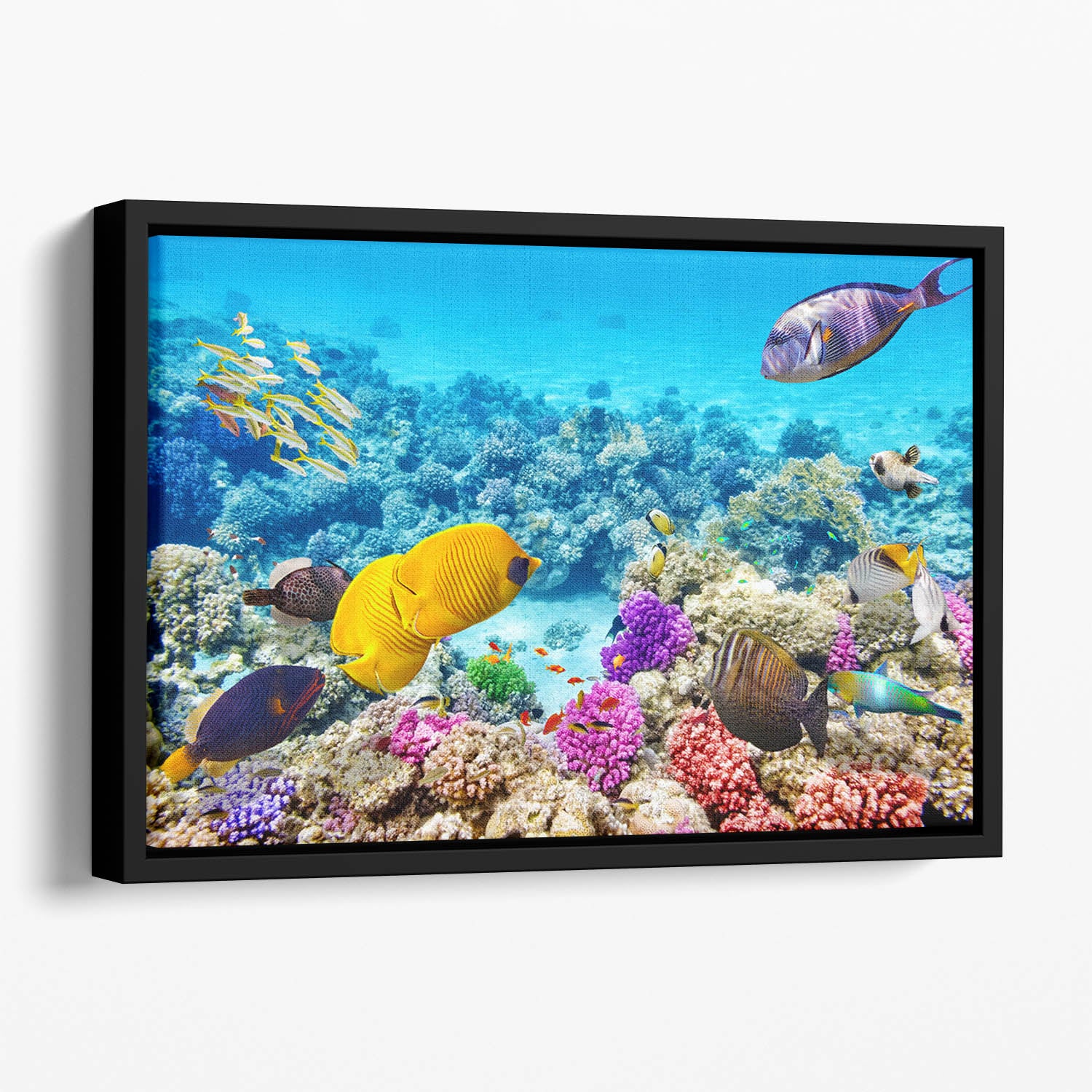 Corals and tropical fish Floating Framed Canvas