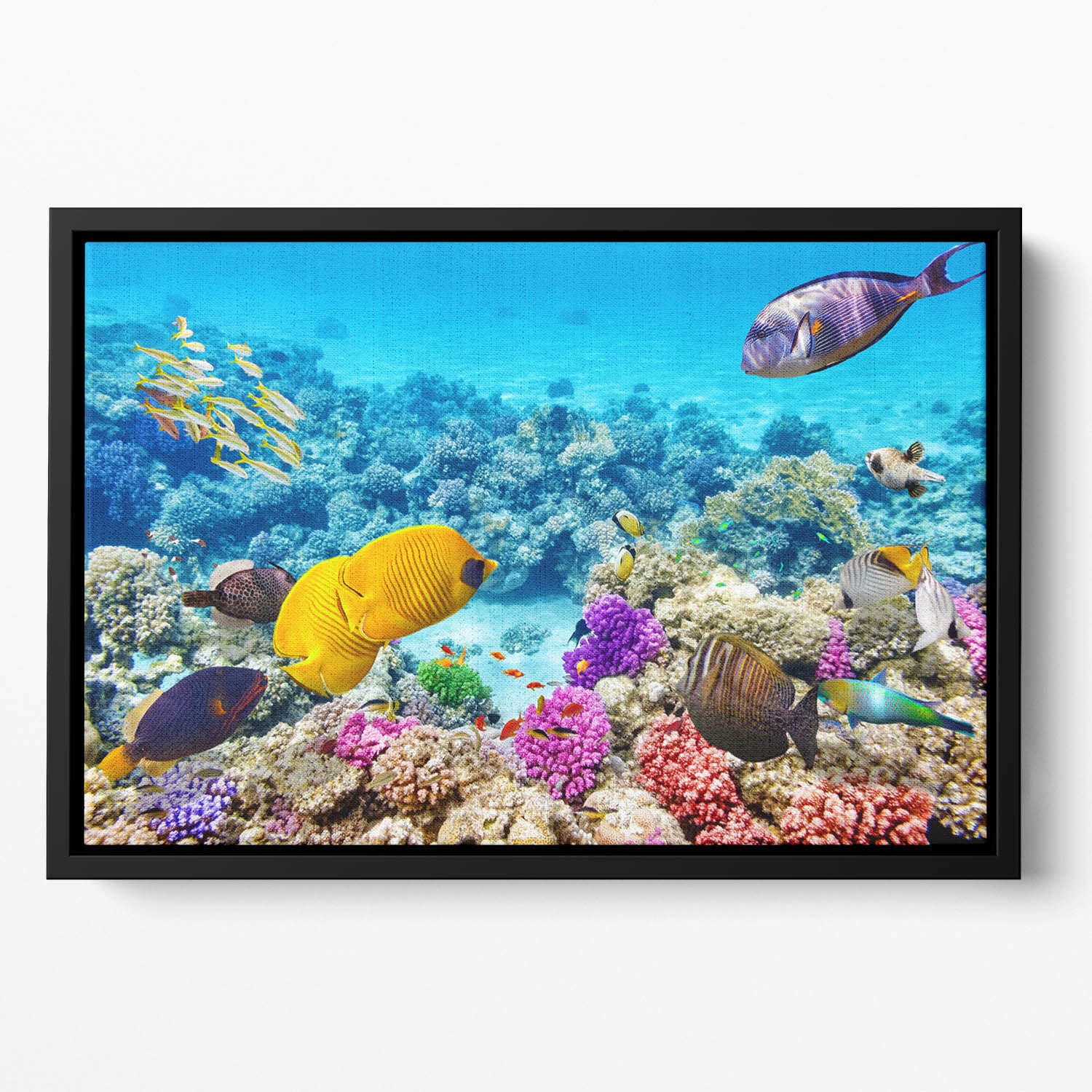Corals and tropical fish Floating Framed Canvas
