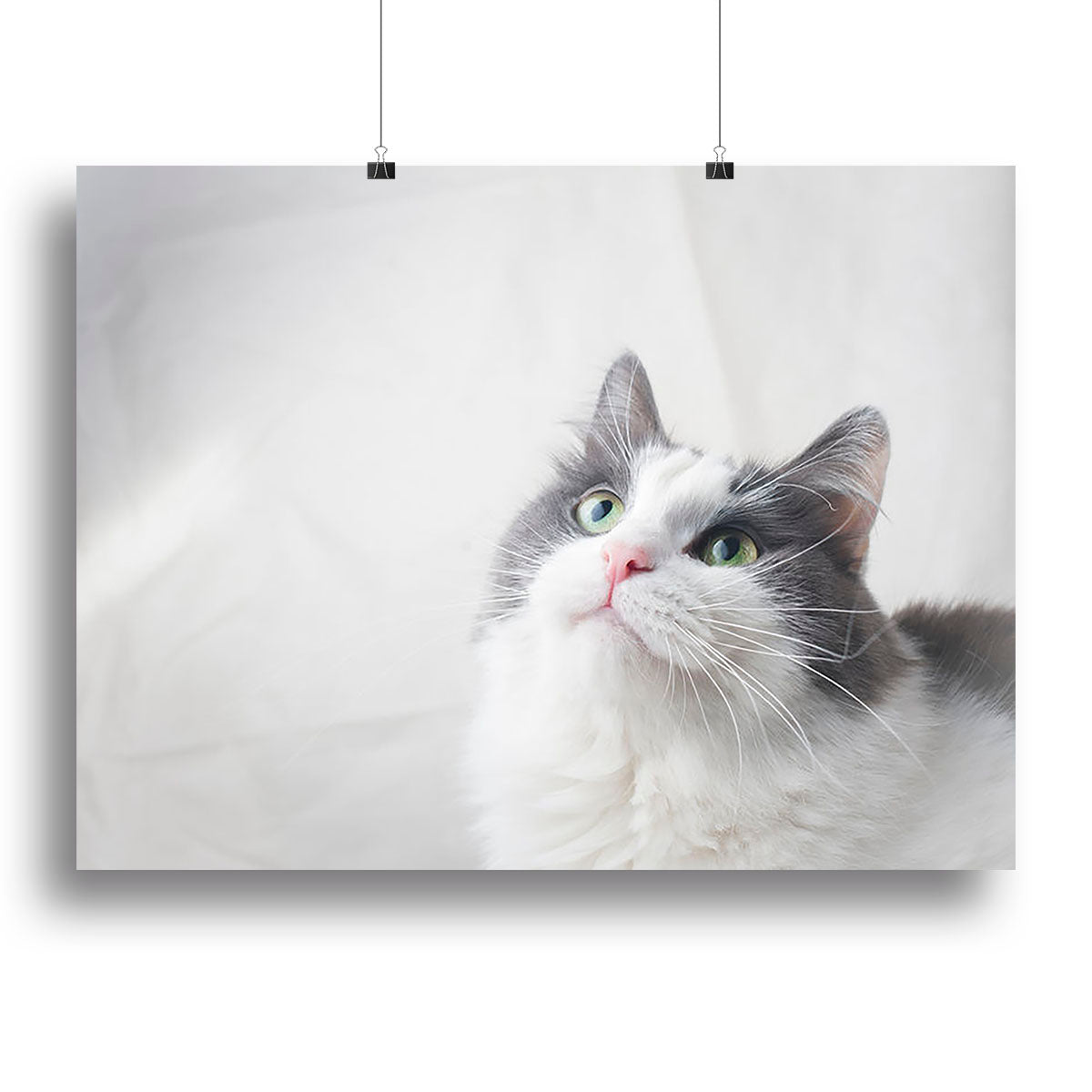 Curious cat looking up Canvas Print or Poster - Canvas Art Rocks - 2