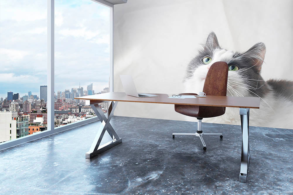 Curious cat looking up Wall Mural Wallpaper - Canvas Art Rocks - 3