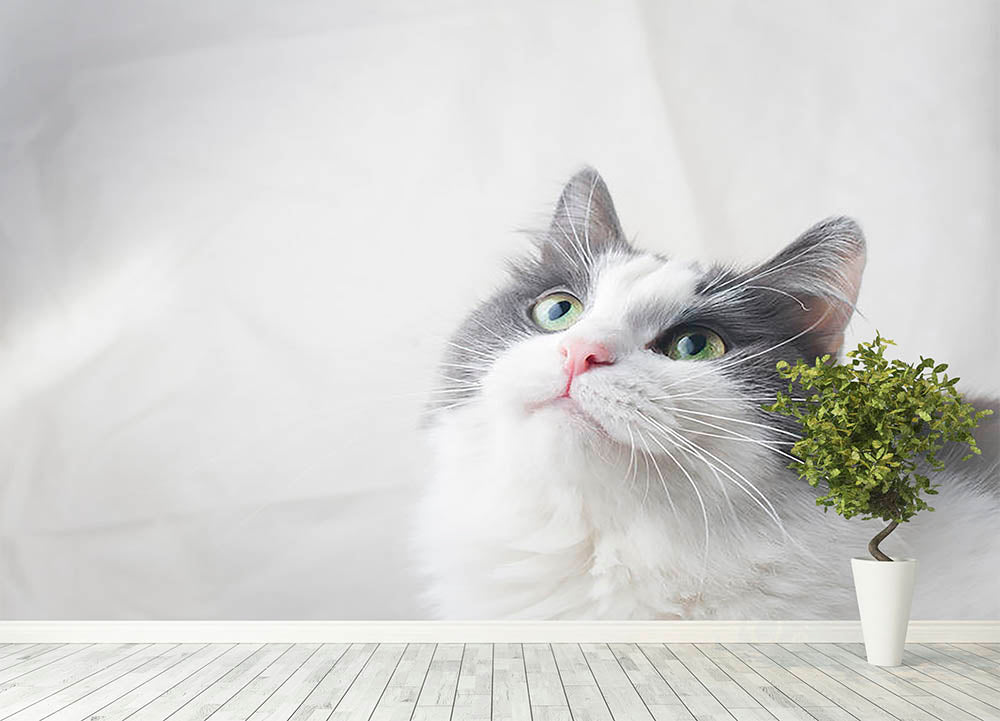 Curious cat looking up Wall Mural Wallpaper - Canvas Art Rocks - 4