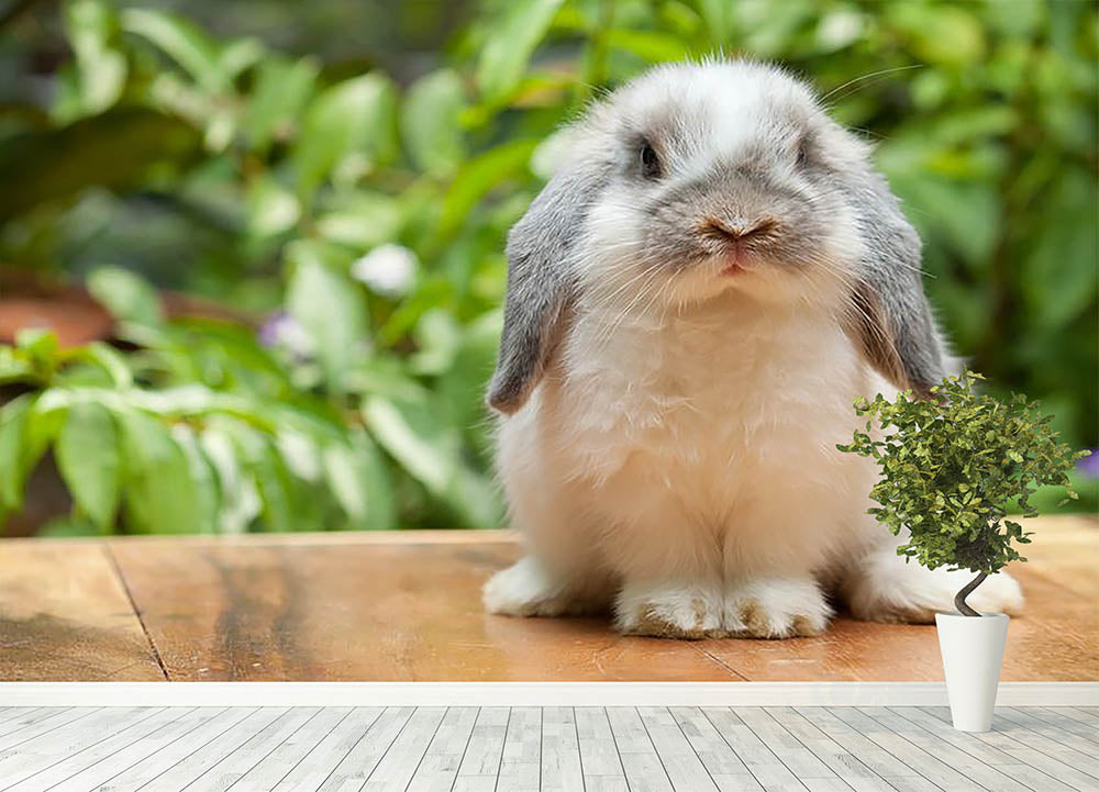 Cute holland lop bunnies online