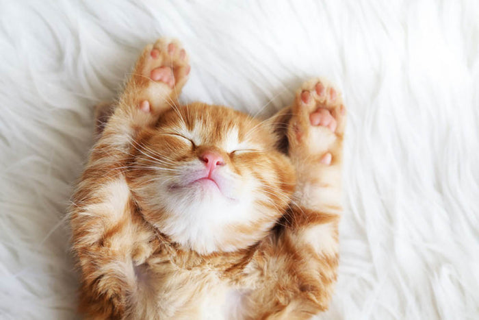 Cute little red kitten sleeps on fur white blanket Wall Mural Wallpaper Canvas Art Rocks