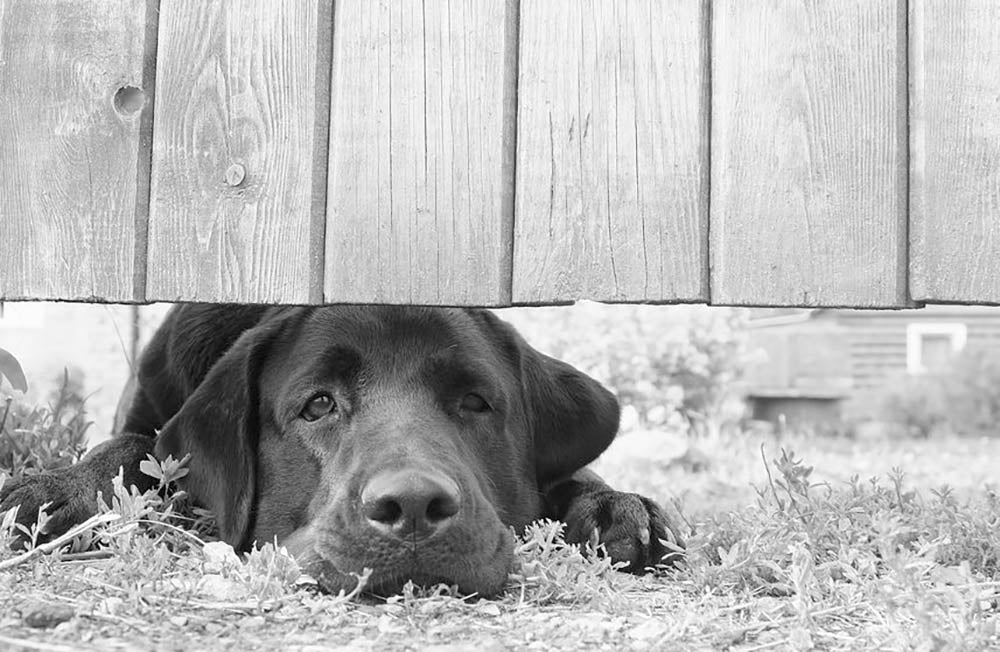 Cute sad dog waiting under the wooden fence Wall Mural Wallpaper - Canvas Art Rocks - 1