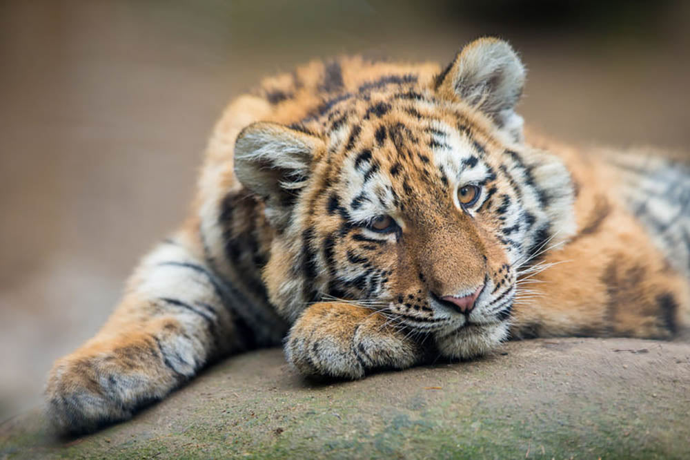 Cute tiger cub resting lazily Wall Mural Wallpaper - Canvas Art Rocks - 1