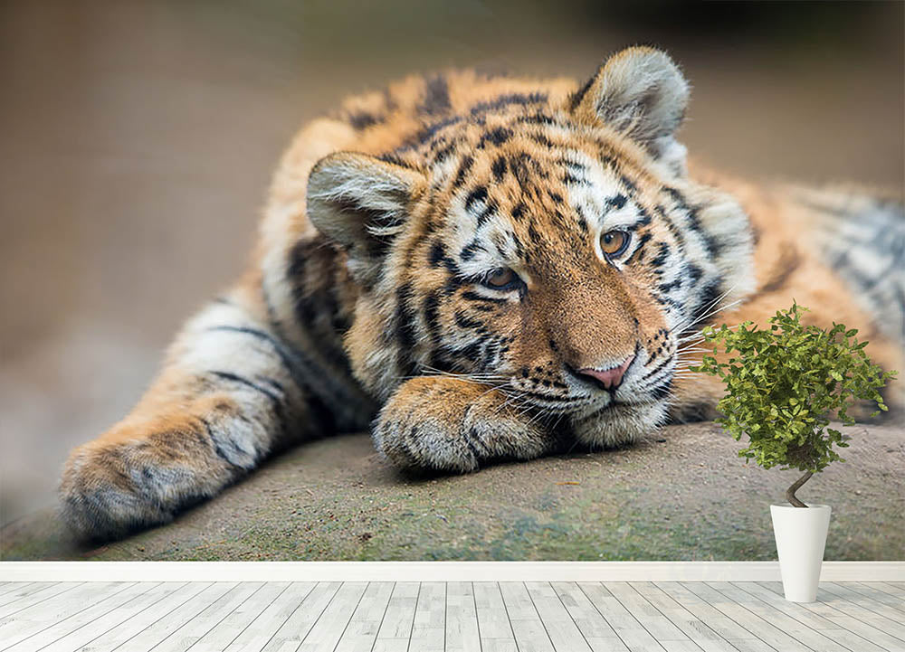 Cute tiger cub resting lazily Wall Mural Wallpaper - Canvas Art Rocks - 4