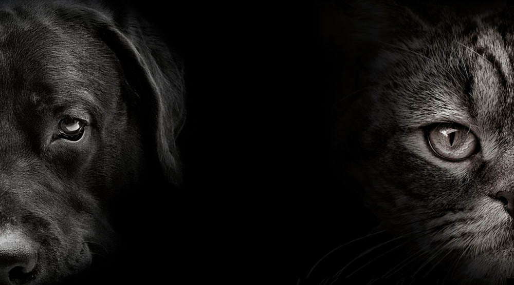 Dark muzzle labrador dog and cat Wall Mural Wallpaper - Canvas Art Rocks - 1