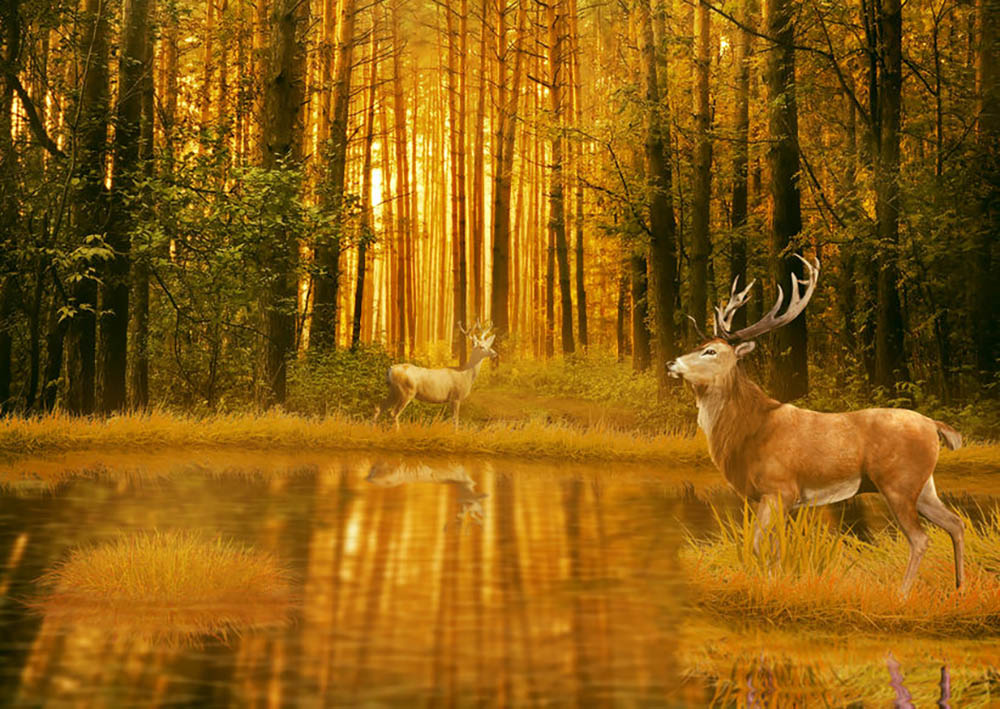 Deer Bucks in summer sunset Wall Mural Wallpaper - Canvas Art Rocks - 1