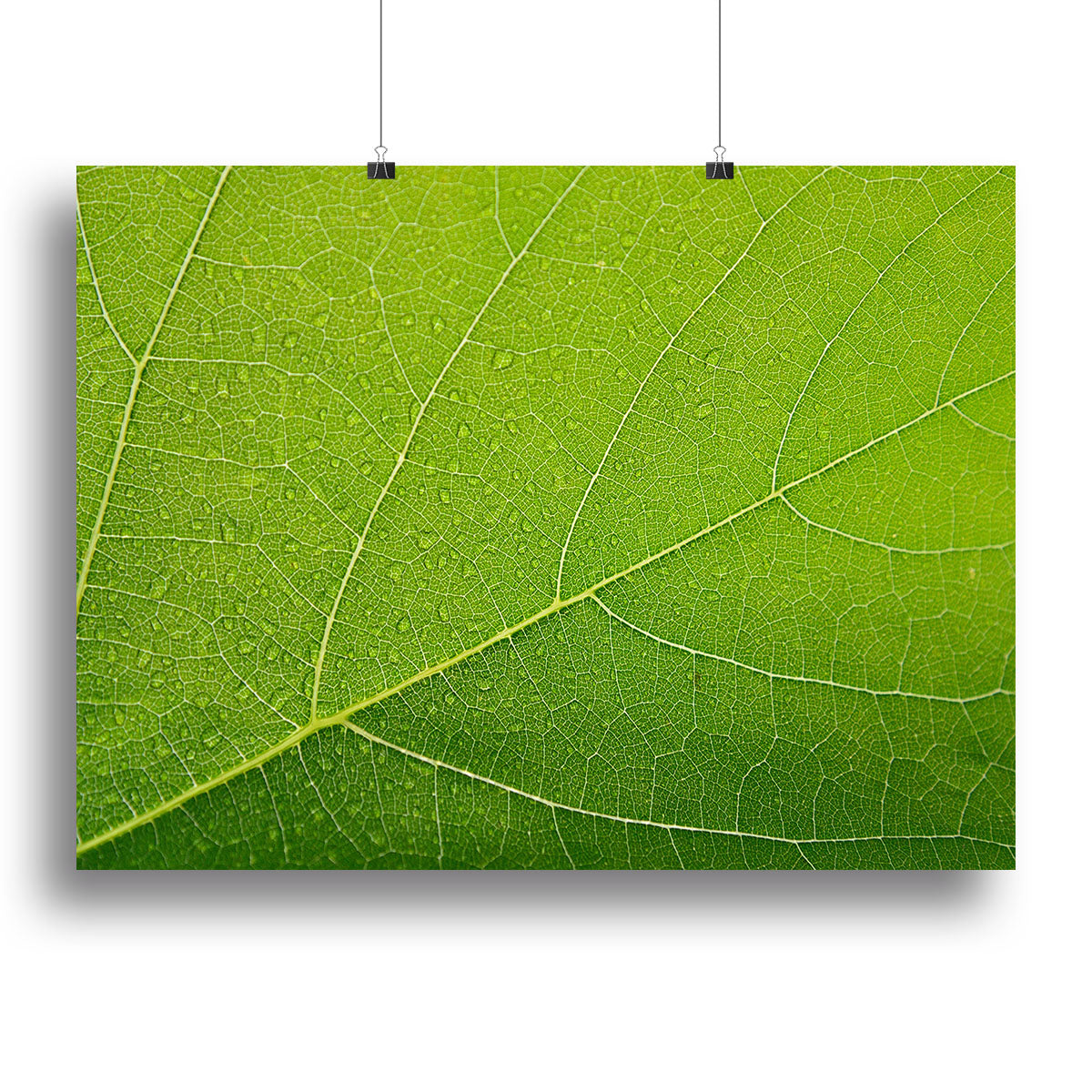 Detailed Wet Leaf Canvas Print or Poster - Canvas Art Rocks - 2