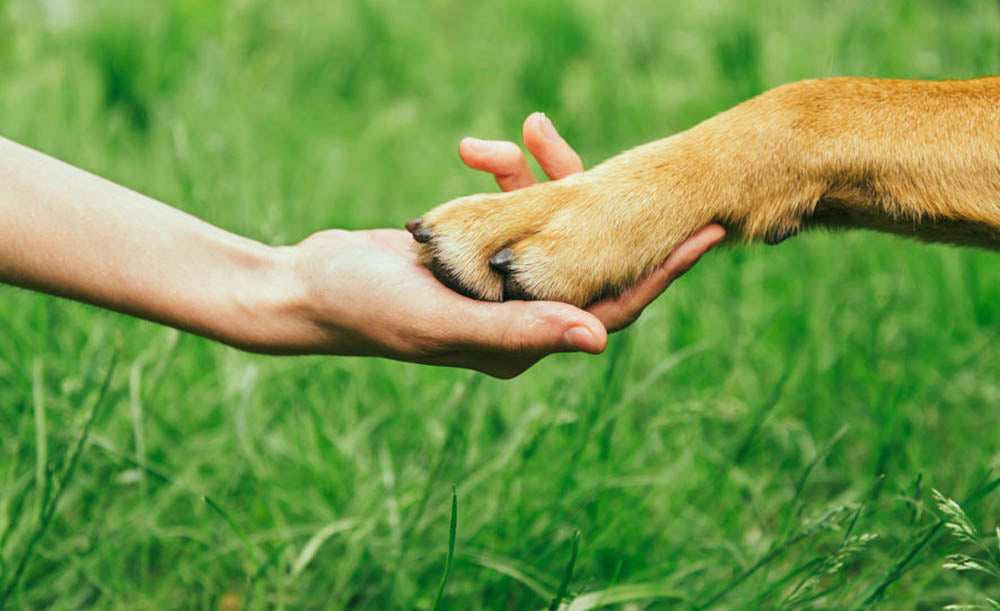 Dog paw and human hand are doing handshake Wall Mural Wallpaper - Canvas Art Rocks - 1